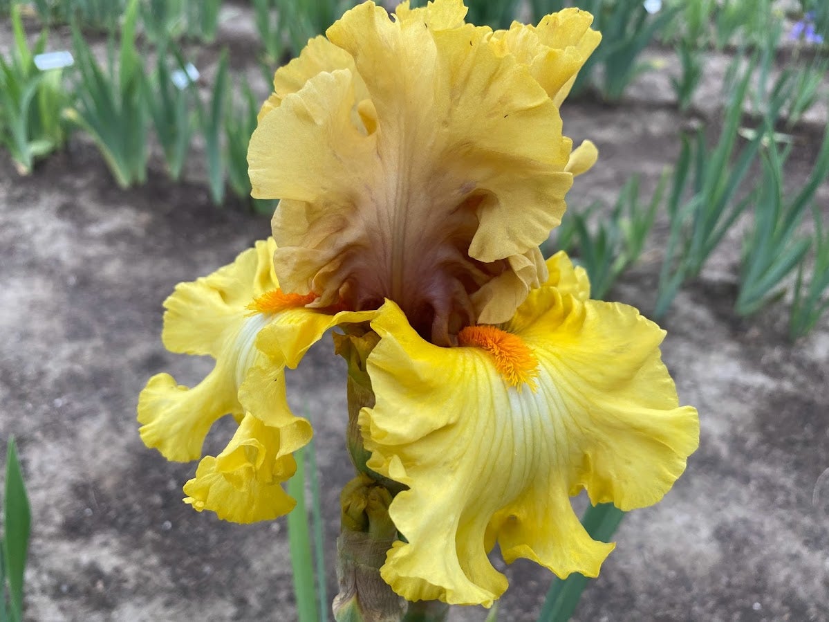 Idle Rich Tina and Daughters Iris Garden